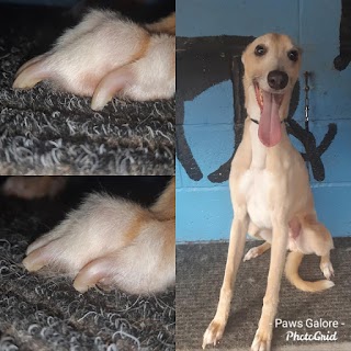 Paws Galoure Dog Grooming