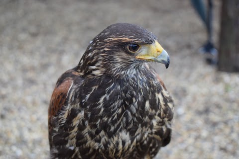 South Coast Falconry