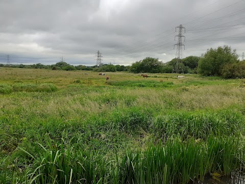 Aylestone Meadows Local Nature Reserve