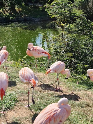 Welsh Mountain Zoo