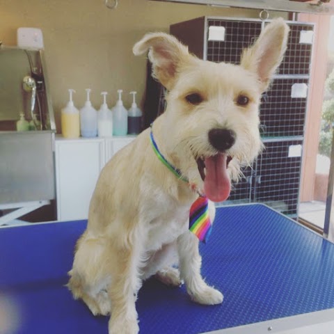 Parklands Dog Grooming