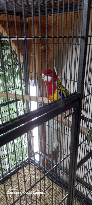 d&l parrots & pet supplies