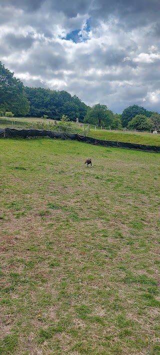 Rivelin Valley Dog Park