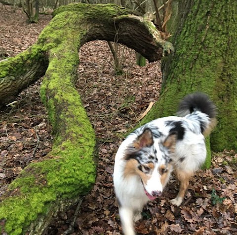 Buddies N Walkies