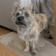Photo of Distinction Dog Grooming - 4 Wesley Road, Saltash PL12 6AS, United Kingdom