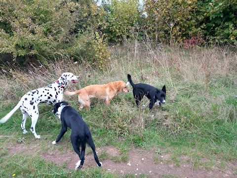 Dog Walkers in Berkshire