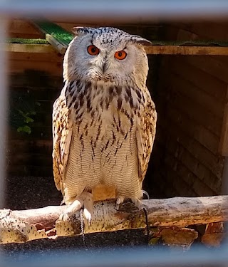 The Falconry Centre