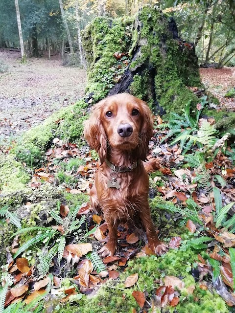 New Forest Spaniel Adventures