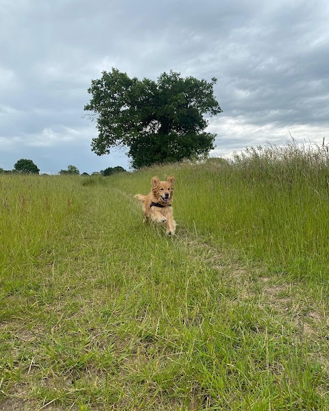 Bunting Dog Walker & Pet Care