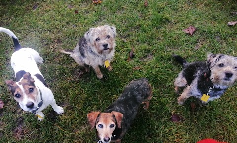 Alfie's Pals Dog Walking