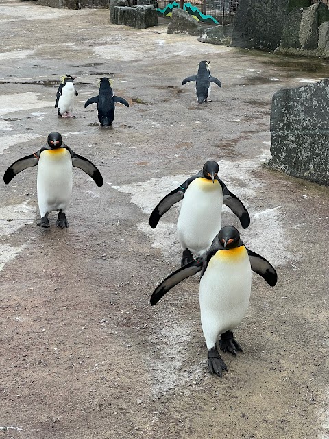 Edinburgh Zoo