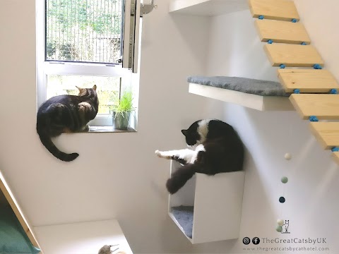 The Great Catsby - Luxury Cat Hotel