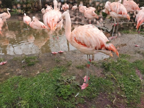 Edinburgh Zoo