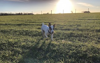 Paws in the Paddock Aughton