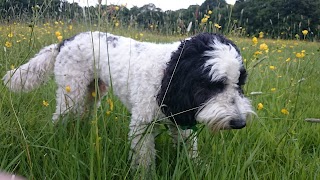 Dandelion Dog Walks