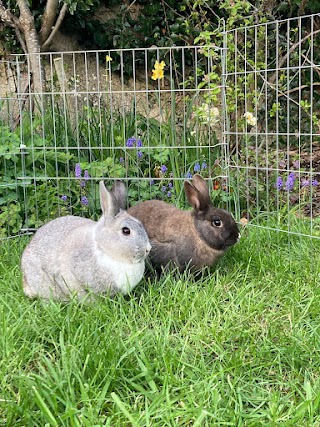 The Rabbit Rooms Small Animal Boarding, Pet Sitting and Bunny Bonding Service