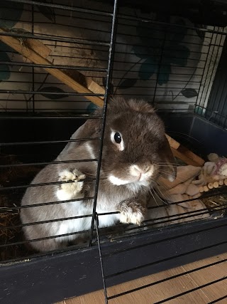 Laura's Rabbit And Small Boarding Tamworth