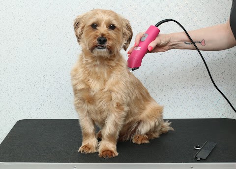 Doggie style grooming salon