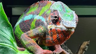 Wight Vipers Exotic Pets And Supplies