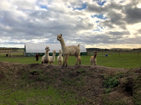 Stubbs Farm Alpacas