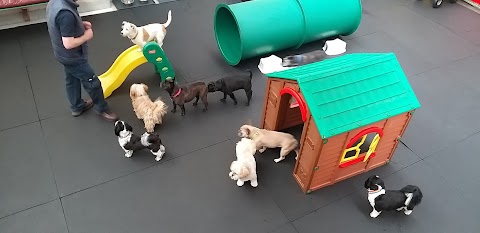 Dog-E-Dayz Daycare