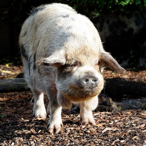 Bearded Pigs