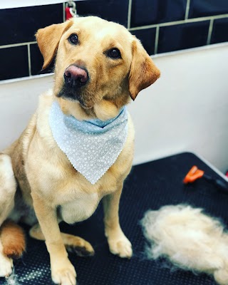 Coopers Cuts Dog Grooming