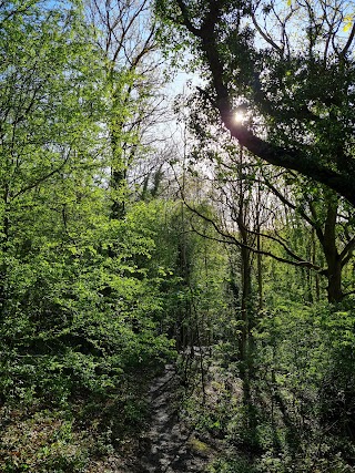 Bingham Park and Whiteley Woods