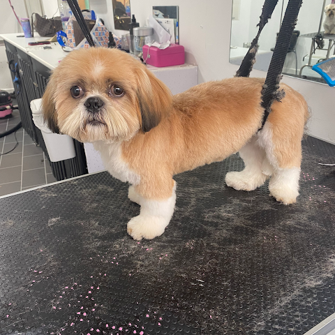 Pampered Pups Professional Dog Grooming Glasgow