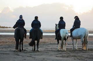 South Moor Equine Vets