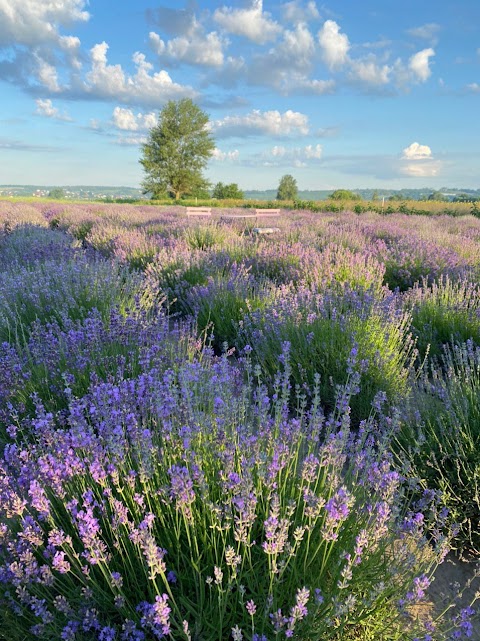 Lavender Stories