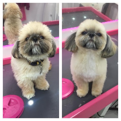 Pawsome Dogs - Dog Grooming Woodley