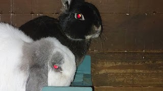 Waggytails Small Animal Specialist ( rabbit bonding )