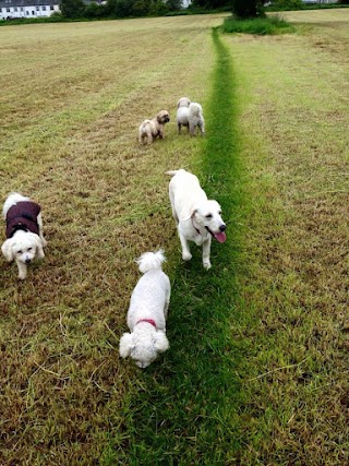 Fluffy Paws Dog Walking