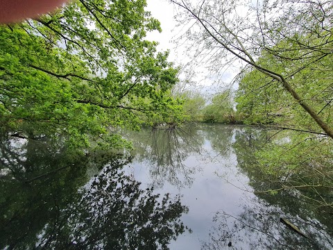 Caversham Park Pond