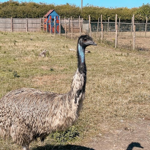 Burntwood Alpaca & Animal Experience