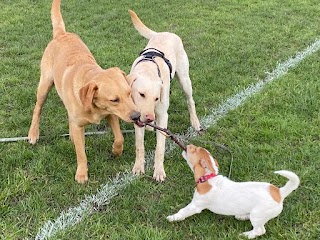 Alphabet Dog Walking