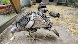 Balsall Heath City Farm