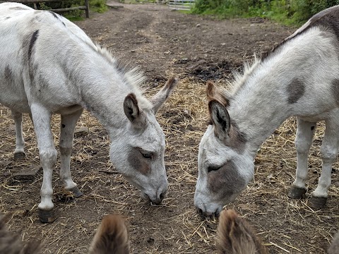 Lancaster Park & Animal Farm