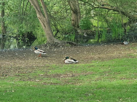 Caversham Park Pond