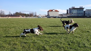 Good Boy Dog Walker York