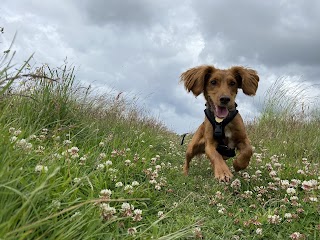 Pearly's Pooches