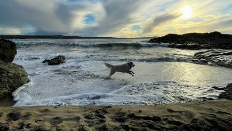 Cornwall Veterinary Acupuncture