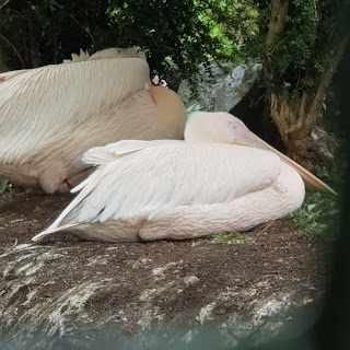 Pelicans