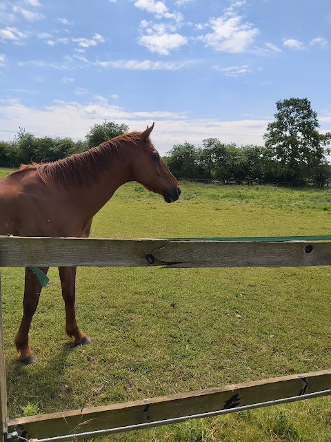 Scott Dunn's Equine Clinic