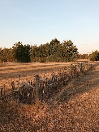 Grow Wild St Neots