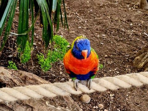 Twycross Zoo