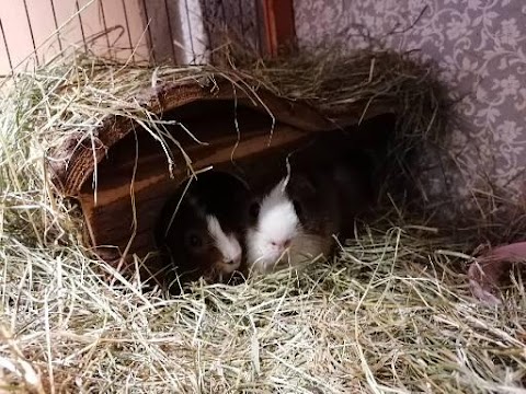 Maple Pigs Guinea Pig Boarding in Didcot