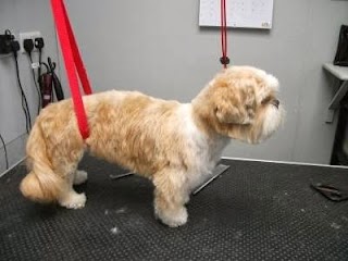 Posh Pooches Dog Grooming