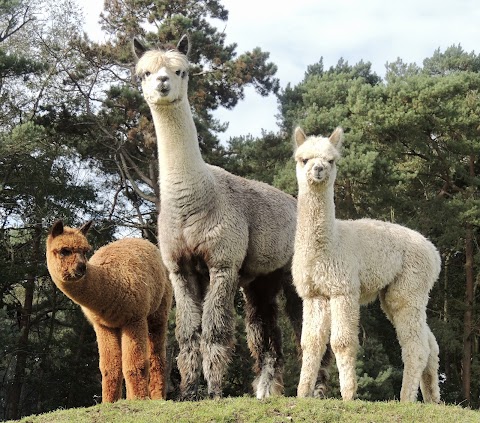 Burnt Fen Alpacas